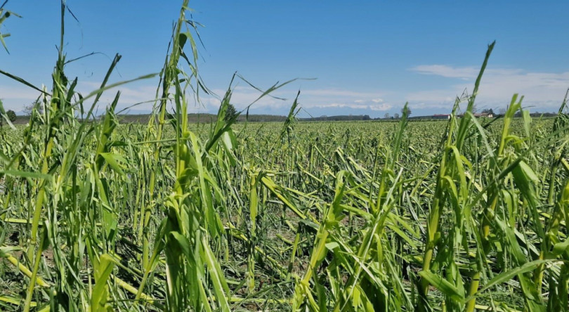 Raccolti distrutti per molti agricoltori a causa di trombe d’aria e grandine
